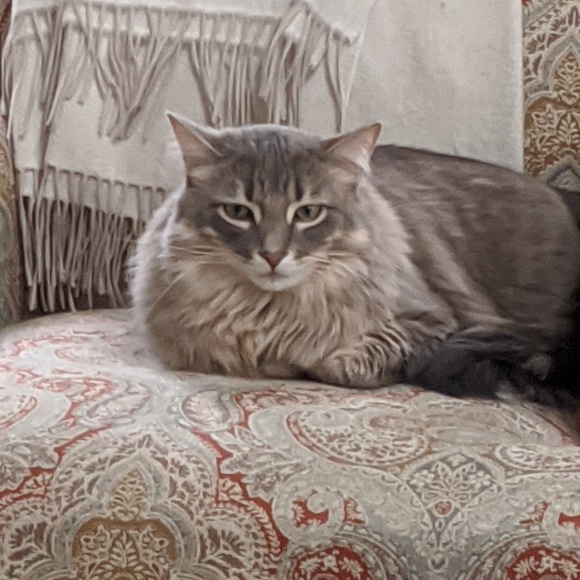 Meet your Posher, Alyson - Picture 1 of 1